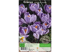  - Krokusse King of the Striped