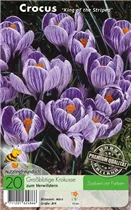  - Krokusse King of the Striped