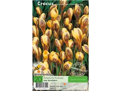  - Krokusse Fuscotinctus