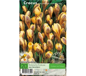 - Krokusse Fuscotinctus  - Krokusse Fuscotinctus