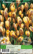  - Krokusse Fuscotinctus