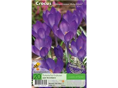  - Krokusse Ruby Giant