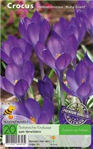  - Krokusse Ruby Giant