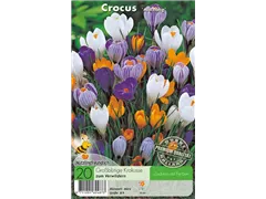  - Krokusse Mischung