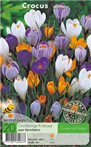  - Krokusse Mischung