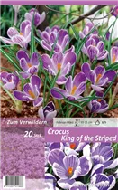  - Krokusse King of the Striped