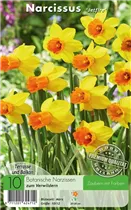  - Narzissen Jetfire