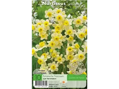  - Narzissen Minnow