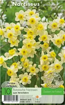  - Narzissen Minnow