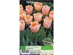 - Tulpen Apricot Beauty  - Tulpen Apricot Beauty