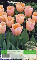  - Tulpen Apricot Beauty