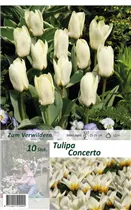  - Tulpen Concerto