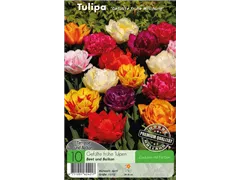  - Tulpen Gefüllte frühe Mischung