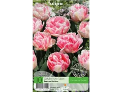 - Tulpen Foxtrot  - Tulpen Foxtrot