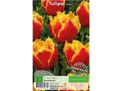 - Tulpen Fabio  - Tulpen Fabio