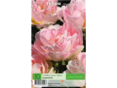 - Tulpen Finola  - Tulpen Finola
