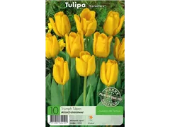  - Tulpen Caractere