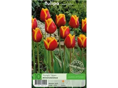 - Tulpen Kees Nelis  - Tulpen Kees Nelis