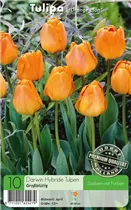  - Tulpen Orange Lion