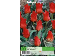  - Tulpen Oriental Beauty