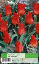  - Tulpen Oriental Beauty