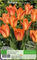  - Tulpen Orange Kaiser
