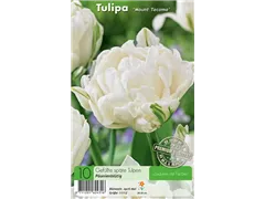  - Tulpen Mount Tacoma