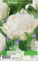  - Tulpen Mount Tacoma