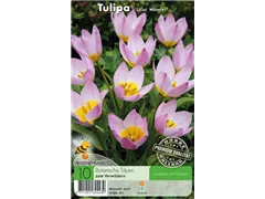 - Tulpen Lilac Wonder  - Tulpen Lilac Wonder