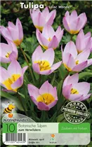  - Tulpen Lilac Wonder