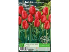 - Tulpen Red Impression  - Tulpen Red Impression