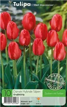  - Tulpen Red Impression