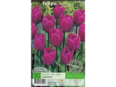 - Tulpen Purple Prince  - Tulpen Purple Prince