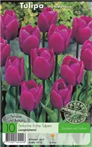  - Tulpen Purple Prince