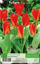  - Tulpen Roter Kaiser