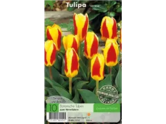 - Tulpen Stresa  - Tulpen Stresa