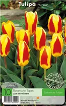  - Tulpen Stresa