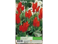 - Tulpen Praestans Fusilier  - Tulpen Praestans Fusilier