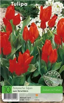  - Tulpen Praestans Fusilier