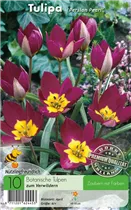  - Tulpen Pulchella Persian Pearl