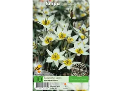 - Tulpen Turkestanica  - Tulpen Turkestanica