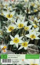  - Tulpen Turkestanica