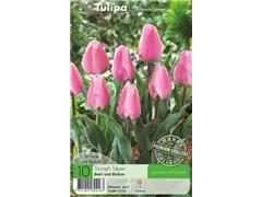 - Tulpen Synaeda Amor  - Tulpen Synaeda Amor
