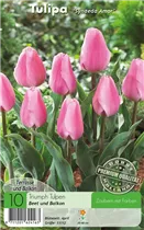  - Tulpen Synaeda Amor