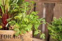 - Mit Urban Gardening vom Balkon zur Kräuter-Oase  - Mit Urban Gardening vom Balkon zur Kräuter-Oase