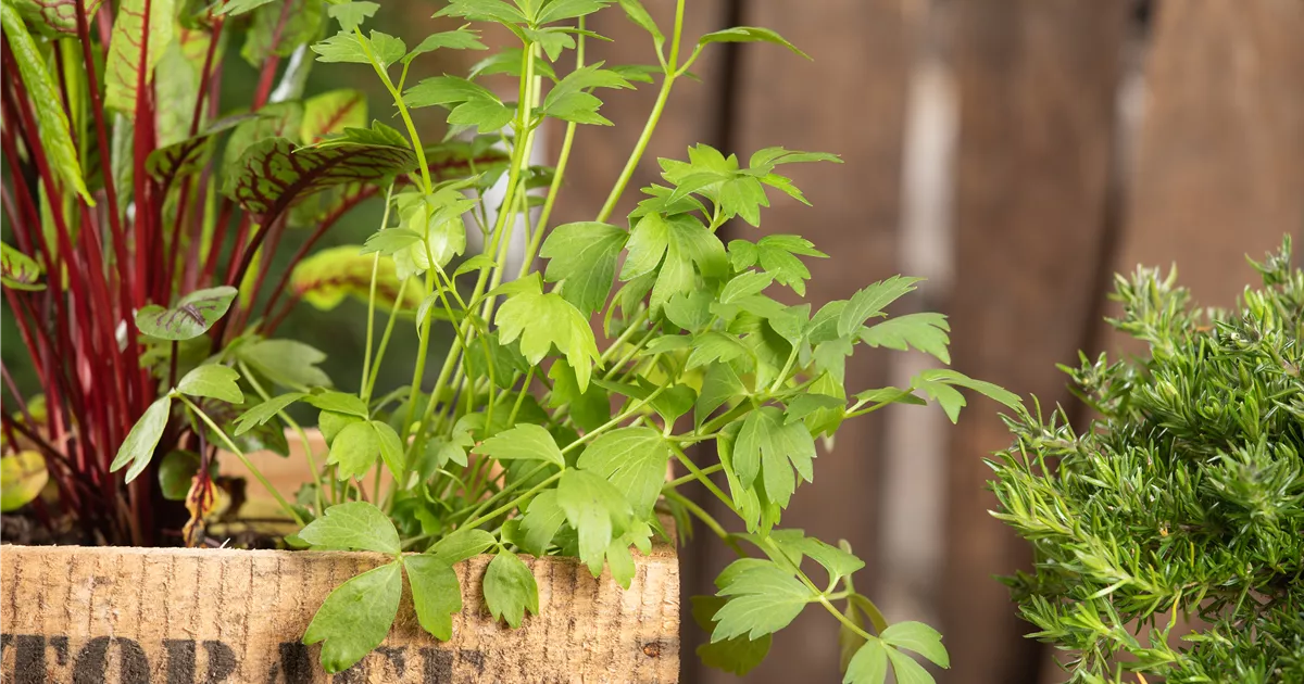  - Mit Urban Gardening vom Balkon zur Kräuter-Oase
