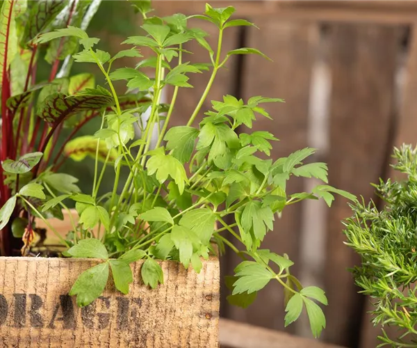 - Mit Urban Gardening vom Balkon zur Kräuter-Oase  - Mit Urban Gardening vom Balkon zur Kräuter-Oase