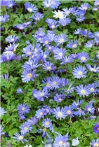 Strahlen-Windröschen - Anemone Blanda Mischung