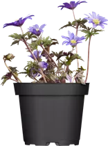 Strahlen-Windröschen - Anemone Blanda Mischung