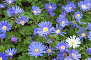 Strahlen-Windröschen - Anemone Blanda Mischung
